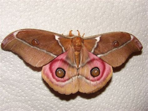 Leopard Moth Pink Moth Emperor Moth Moth Tattoo Moth Caterpillar