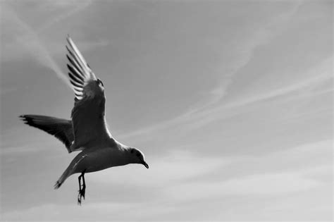 Images Gratuites Oiseau Aile Noir Et Blanc Ciel Oiseau De Mer