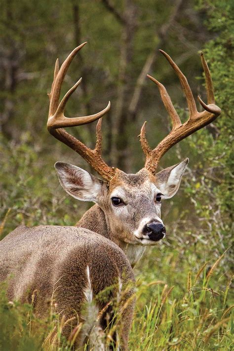 The State Of Whitetails November 2019 TPW Magazine