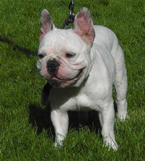 Bulldog Frances Blanco