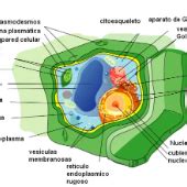 Print Matching Pairs Las Partes De La Celulas Biolog A