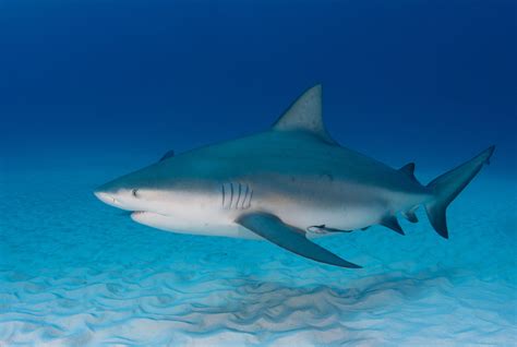 We All Hear About Great Whites So Here Is The Bull Shark Known For