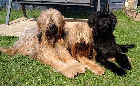 Briard Dog Breed Temperament And Personality - Non- Aggressive and Kid