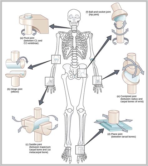 Hinge Joint Movement Image | Anatomy System - Human Body Anatomy ...