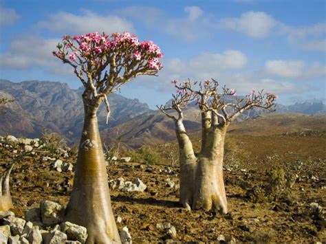 ℹ Rosa del Desierto Guía Características y Cultivo