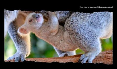 Koala Caracter Sticas Qu Come D Nde Vive Y Cr As Pangea