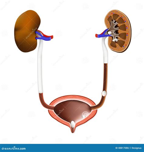 Piedras En El Riñón La Vejiga Urinaria Y El Uréter Ilustración del