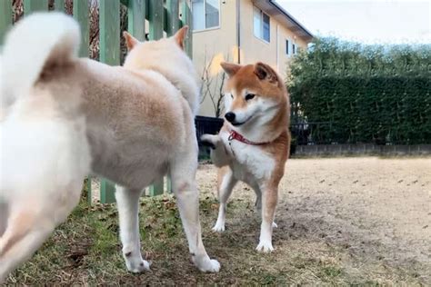 【スリル満点】怒られるか怒られないかギリギリを攻める！ それが柴犬さん流、遊びの誘い方♪ Peco（ペコ）