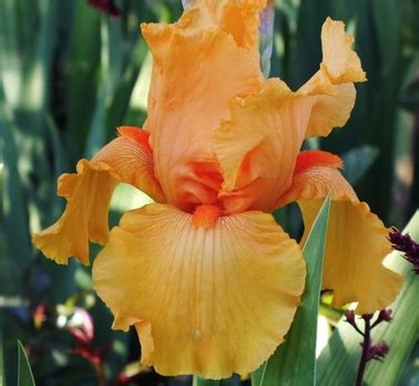 Iris Skyfire Flora Vivaio Online Bologna