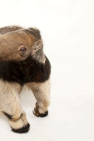 Giant anteater, facts and photos