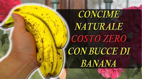 CONCIME Naturale COSTO ZERO Con Bucce Di BANANA YouTube