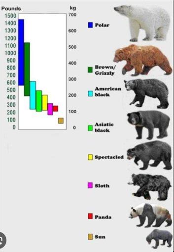 For Bear Therians Wiki Therian Amino