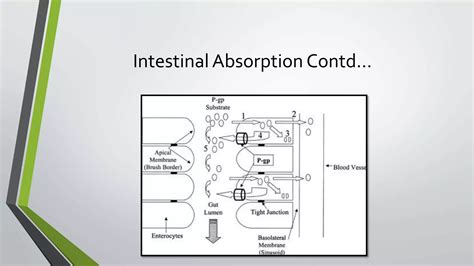 Membrane Transporters And Drug Response Ppt