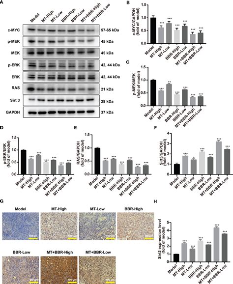 Matrine And Berberine Decreased C MYC Expression Inhibited RAS