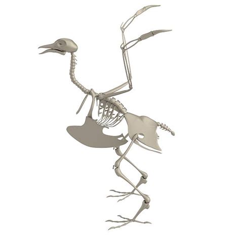 Bird Skeleton Stock Photos, Pictures & Royalty-Free Images - iStock