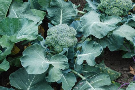 Flower Vegetables World Crops Database