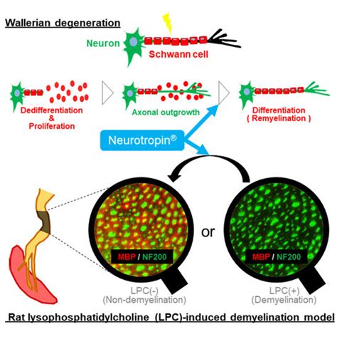 IJMS | Special Issue : Peripheral Nerve Regeneration: From Bench to ...