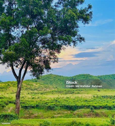 beautiful nature  sylhet stock photo  image