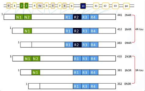 Unraveling The Complexity Of Tau Protein Isoforms