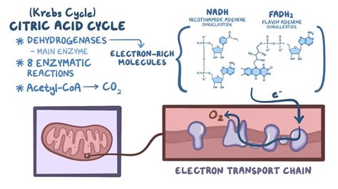 Citric acid cycle: Video, Anatomy & Definition | Osmosis