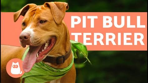 Cruce de perros Pitbull con Bull Terrier Características y cuidados