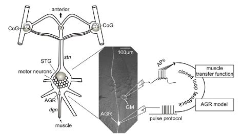 Figure From The Stomatogastric Nervous System As A Model For Studying