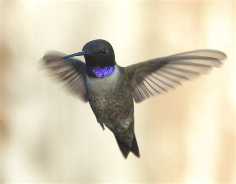 Black Chinned Hummingbird Peterschneekloth Flickr