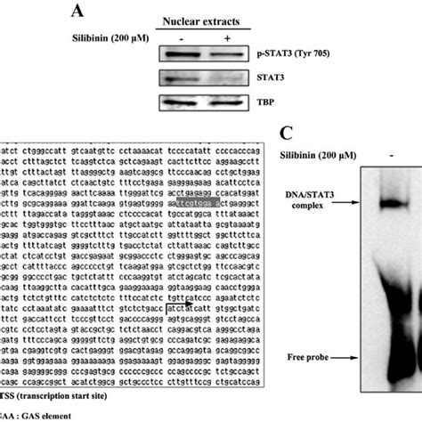 Silibinin Inhibits Nuclear Translocation And The Dna Binding Activity