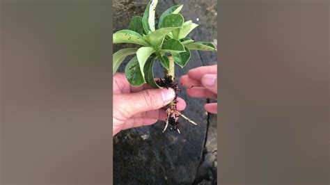 Propagation Of Plumeria Flowers In The Garden Youtube