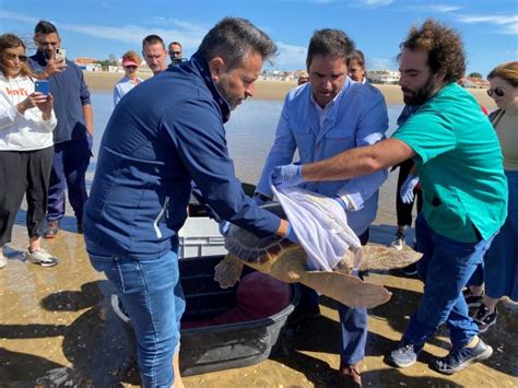 Salvan Y Devuelven Al Mar A Tres Tortugas Bobas En Punta Umbr A