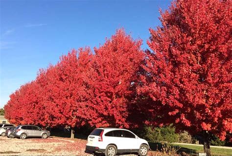 What Colors Do Trees Change In The Fall Tree Secrets