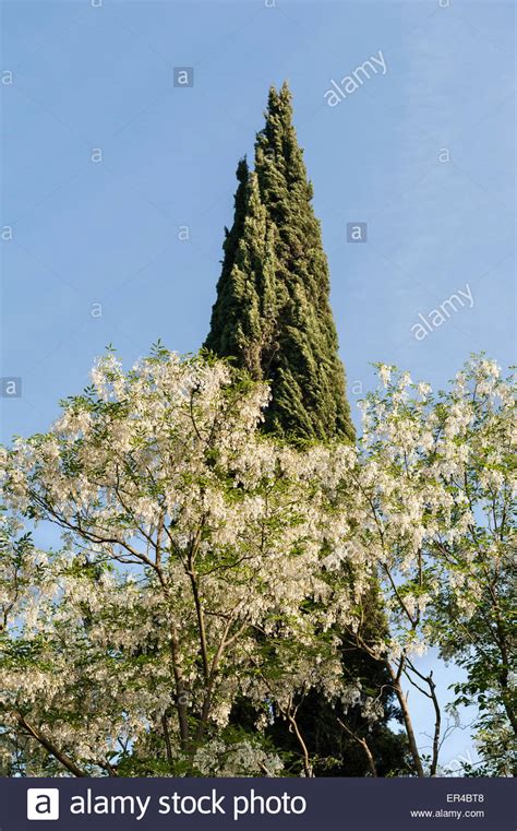 Ninfa Latina Lazio Italy A Spectacular Romantic Landscape Garden Set Among The Ruins Of A