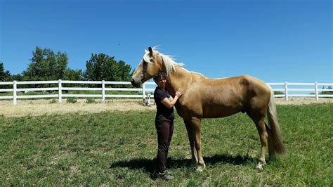 The Centauride: Short Rider, Tall Horse