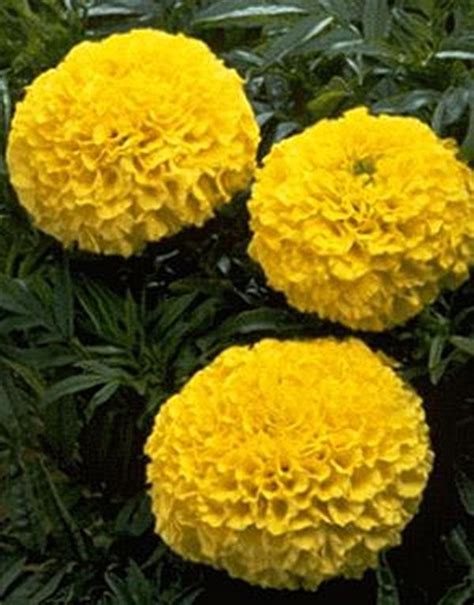 Marigold Seeds - African Lady First Annual Seed