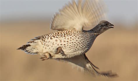 Sharp Tailed Grouse Flying