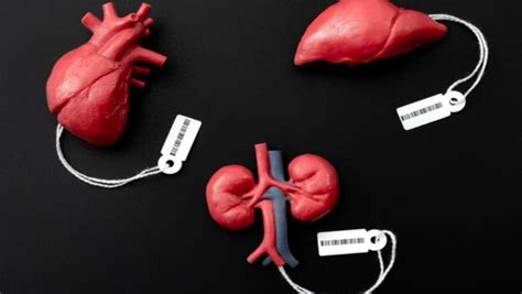 Trafico De Organos En America Latina