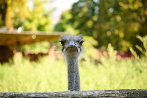 Close-Up Shot of Ostrich Face · Free Stock Photo