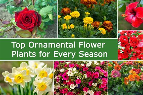 Top Ornamental Flower Plants for Every Season | Plants Information