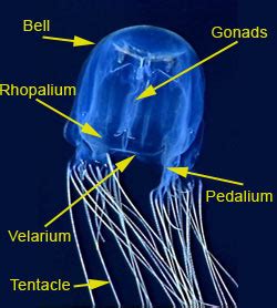 Anatomy Of A Jellyfish