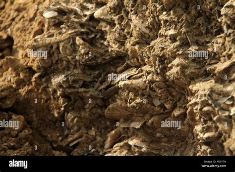 Fossils in deposits of sand on the shore of James River at Chippokes ...