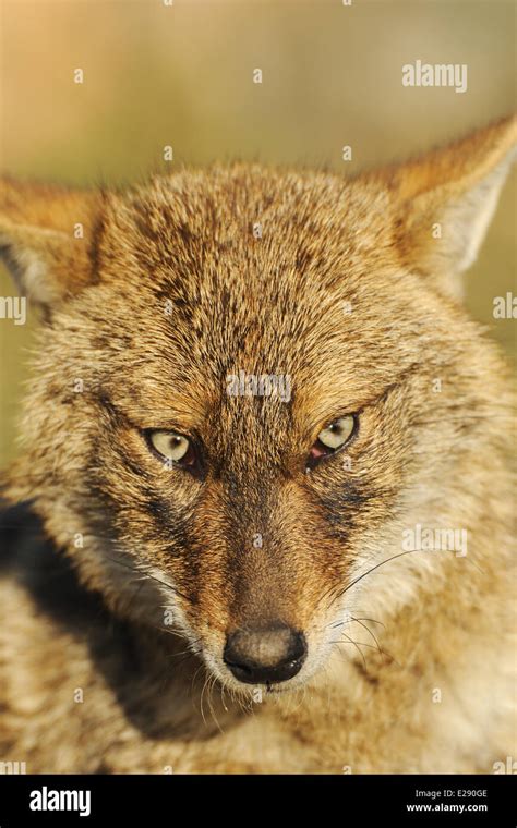 Golden Jackal Canis Aureus Adult Close Up Of Head Keoladeo Ghana N