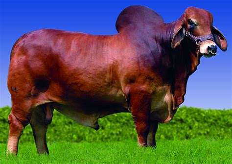 Red Brahman Sires - Heritage Cattle Company - Brahman Cattle - Texas