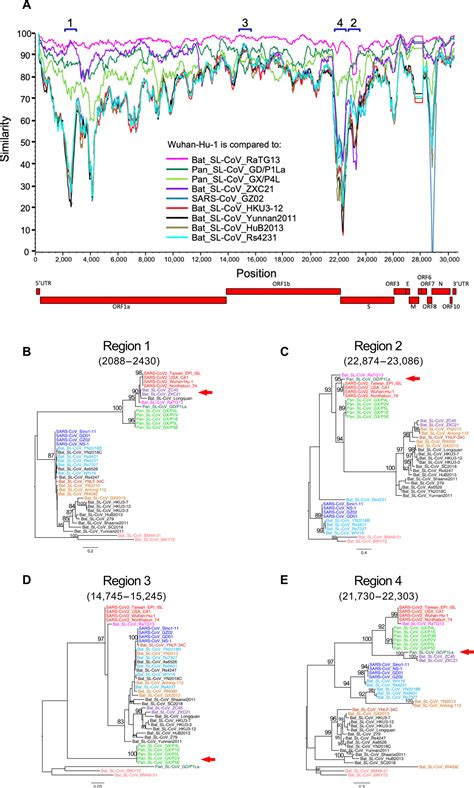 Emergence Of Sars Cov Through Recombination And Strong Purifying