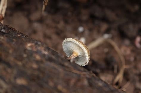 El Reino Fungi: Los Grandes Recicladores de la Naturaleza - El Faro ...
