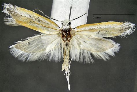 Ypsolopha Delicatella Bugguide Net