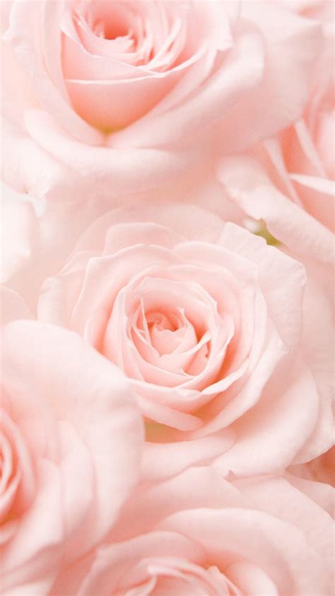 Light Pink Roses Aesthetic - 525x933 Wallpaper - teahub.io