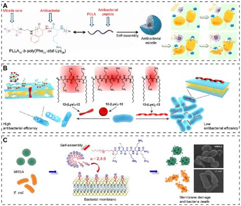 Structures And Mode Of Antibacterial Action Of Peptide Amphiphiles A