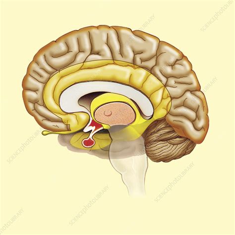 Brain Section Stock Image P Science Photo Library