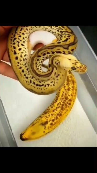 banana anaconda youtube