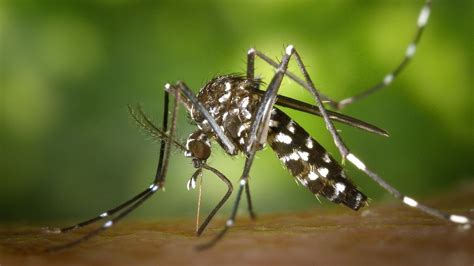 Dengue En Puebla Cu Les Son Los S Ntomas Que Quedan Despu S De La